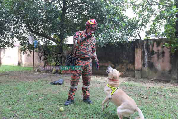 明星搜救犬“Denti”曾在峇冬加里露营地土崩事故中立下犬马功劳，深受国人喜爱。（档案照）