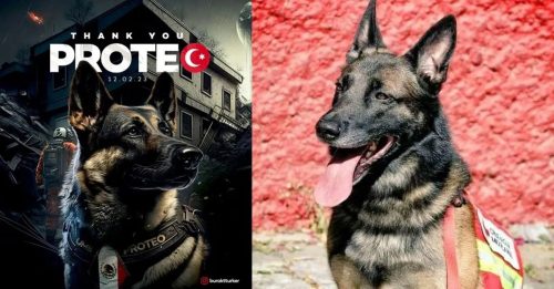 ◤土耳其强震◢ 墨西哥搜救犬 赴土耳其救灾殉职
