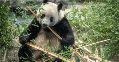 大熊猫“香香”返回中国