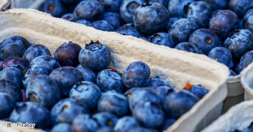 ◤好煮意◢蓝莓表皮白粉是新鲜指标