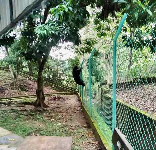 马来熊被拍到正在攀爬篱笆。