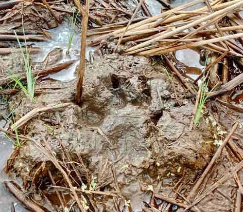 在本月31日被发现的马来熊脚印。
