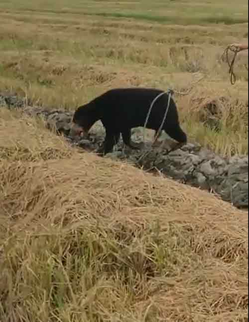 马来熊在稻田中躲避追捕，胡乱奔跑。