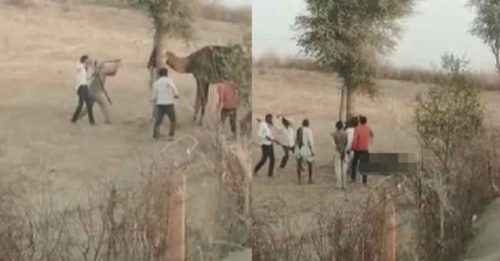 骆驼抓狂咬断主人头 被村民暴打惨死