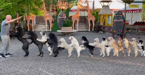 14只狗跳康加舞  打破健力士世界纪录