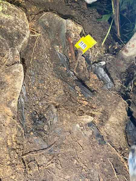 警方根据嫌犯指引，到老人院后山山坡处挖出一个装有人体残骸的塑料袋。