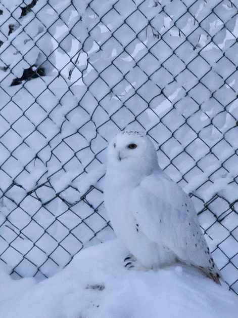 芬兰连动物世界都是雪白色的，再冷也值得来一趟的极地动物园。