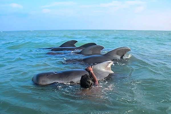 SRILANKA Whale 斯里兰卡 领航鲸