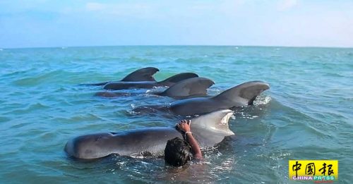 在斯里兰卡搁浅  11领航鲸获救