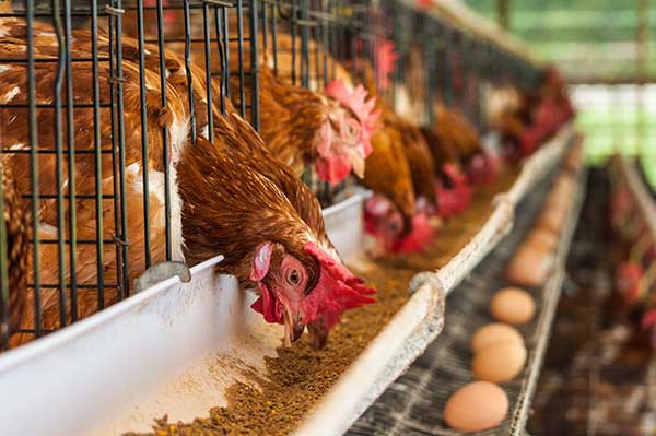 egg newzeland 纽西兰 鸡蛋 农场