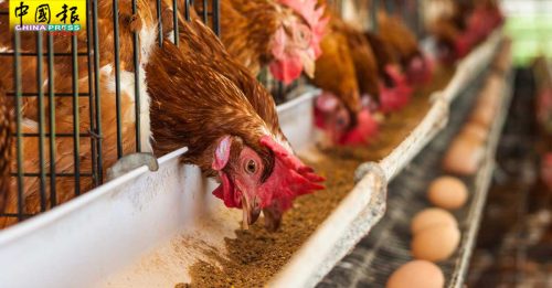 紐西蘭最大雞蛋農場火災  燒死5萬母雞  蛋荒惡化