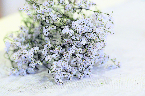 5.满天星：白色小花密布如同繁星，百搭万用的花材，干燥后花朵会越变越小，变为米白色，较不容易发霉。