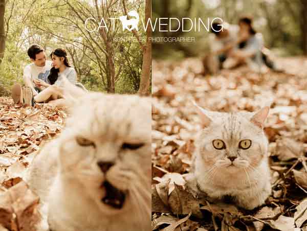 wedding photo,cat,expression