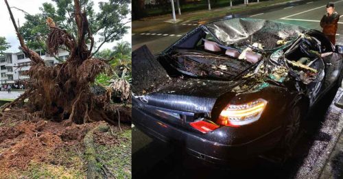 老树轰然倒 横跨4车道 司机猛踩油门 逃过一劫
