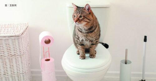 ◤宠物情缘：如何训练猫咪如厕◢只需准备一个猫砂盆