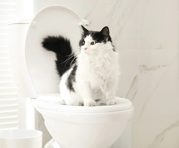 会蹲马桶上厕所的猫咪真棒！（图：互联网）