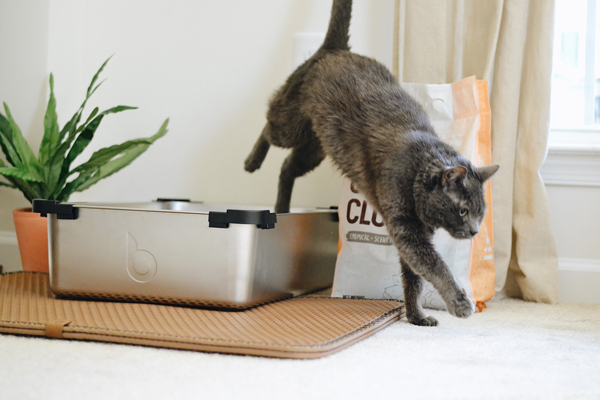训练猫咪用猫砂盆上厕所并不困难，要保持耐心。（图：Unsplash）
