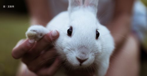 ◤宠物情缘：如何训练兔子如厕◢自己挑选喜欢角落