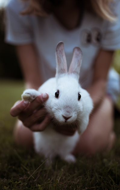 兔子也可以像猫狗一样训练定点大小便。（图：互联网）