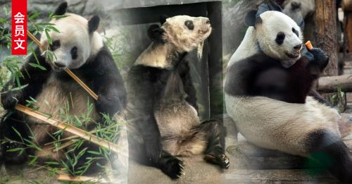 ◤会员文：国际视野◢ 中国大熊猫不同命 旅日万千宠爱 旅美瘦皮包骨 旅俄肥40公斤