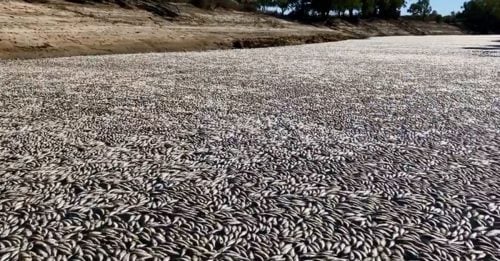 热浪下承受极端压力 澳小镇河流涌现数百万条死鱼