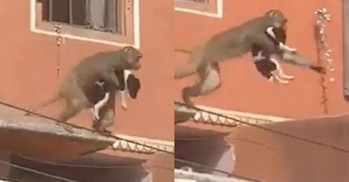 猴子绑架小狗 飞跃屋顶炫技