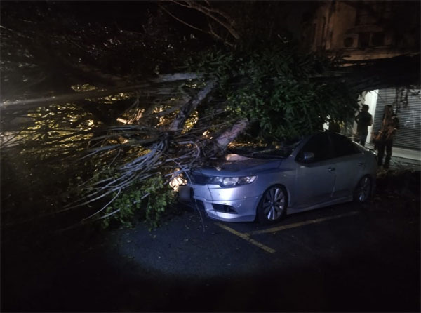 车主为了向莎阿南市政厅索赔，因此婉拒消拯员欲移开大树的举动。