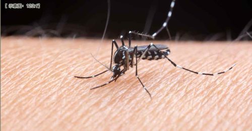 入境就活不了？全球唯一无蚊国 或破功