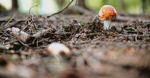 ◤院校动态◢利用真菌修复被污染土壤