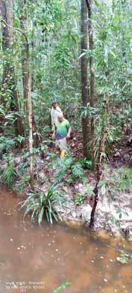 当局出动专业人员在附近丛林搜索鳄鱼的下落。