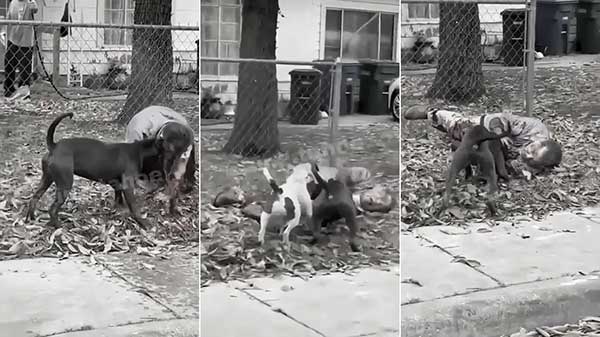 dog dead 恶犬 斗牛梗