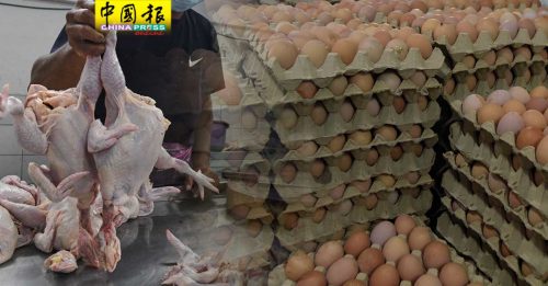 ◤国会动态◢ 肉鸡 鸡蛋  供应平稳 月均供过于求