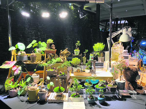 正确的聚光型补光灯是让块根植物养护在室内的主要条件，也可以为植物的造型照射加分