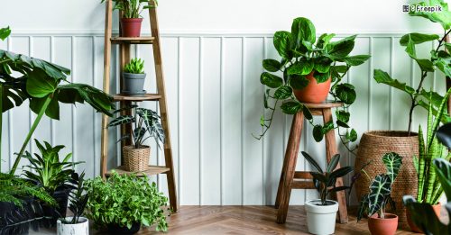 ◤品味生活◢ 室内植物为什么会长歪？