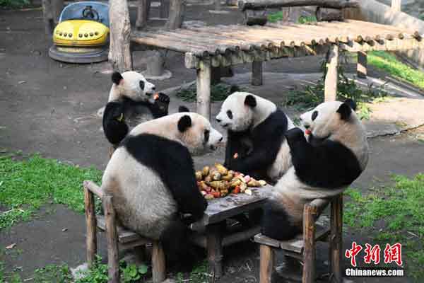 大熊猫“围炉煮茶”－－　中国重庆动物园四只大熊猫“围炉煮茶”周三享用美食，吸引民众围观。据了解，4只大熊猫分别是“双双”、“重重”、“喜喜”、“庆庆”，它们坐在餐凳上，围着一张方形餐桌享用竹笋、胡萝卜、苹果等美食，萌态十足。（中新网）