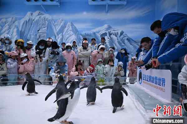 <b>企鹅近距离萌态十足</b>－－　中国广东广州，正佳企鹅冰雪世界周四开启企鹅见面会。据园区介绍，当日起，企鹅将于每天3时30分在园区内“南极大冒险”主题区与游客见面。正佳企鹅冰雪世界内养殖的8只企鹅为巴布亚企鹅，园区打造企鹅见面会区域，游客可近距离一睹企鹅真容，与它们亲密互动。（中新网）
