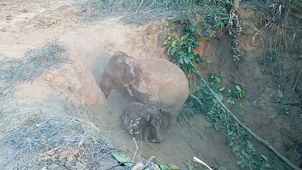 gajah elephant 大象坠坑