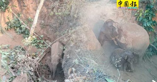 大象母子掉天坑  挖土机来救援