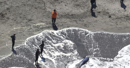 千叶海岸接连两天 数十头海豚集体搁浅
