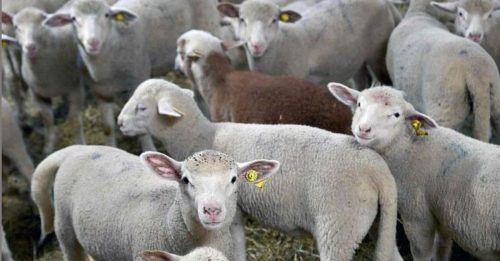 土耳其物價飆漲 財長吁多吃羊 少吃牛