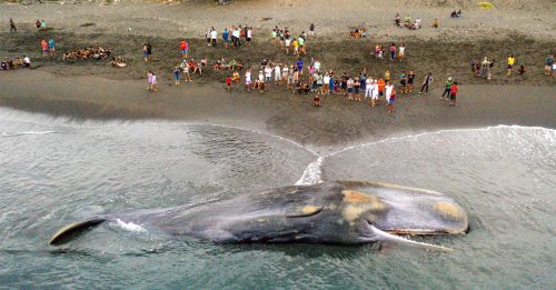 18公尺长抹香鲸 峇厘岛搁浅死亡