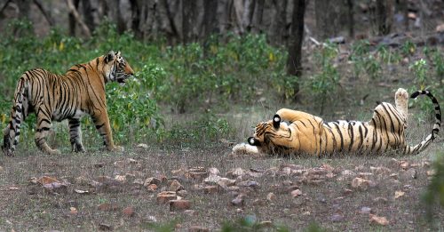 印度复育老虎被迫离开 原住民争取返回领地