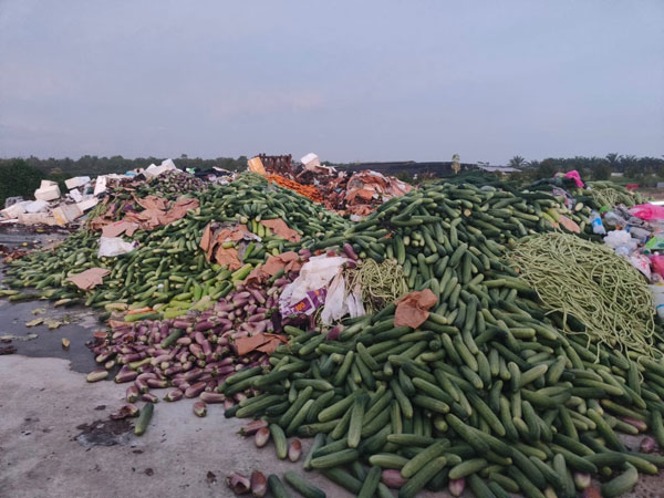 网民“Lee Tinchoy”分享，因蔬菜过剩，菜农被迫丢弃大量新鲜蔬菜。
