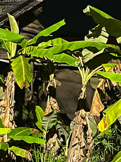 野象出现在种了不少香蕉树的园地。