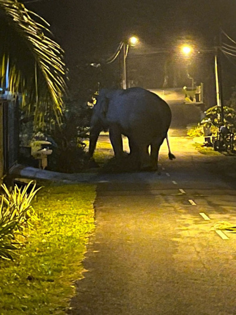 野象在佳雅新村内走动，寻找食物。