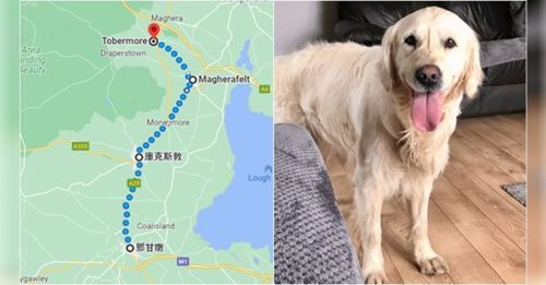 遭弃养狗狗获新主人 却逃脱跑回旧家