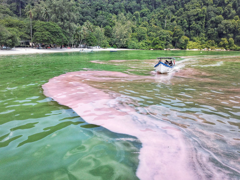 槟城海域出现粉红色海藻，引起轰动。