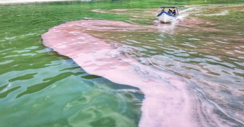 槟海域出现粉红色海藻 科学家：对生物无害