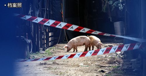 ◤非洲猪瘟◢ 截至3月31日 80宗非洲猪瘟病例
