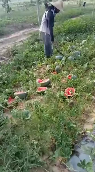 一些农友为了止住亏损，只能忍痛毁掉辛苦耕种的西瓜。